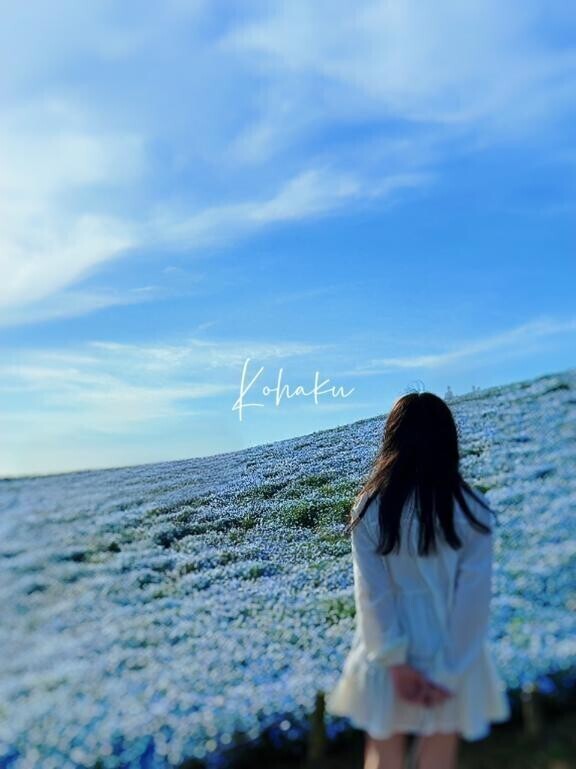 ?ネモフィラブルー???