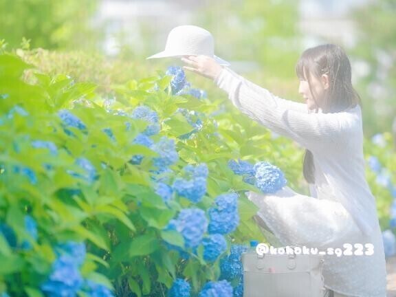 ?紫陽花の季節?