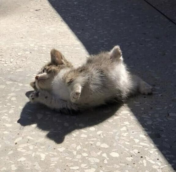 きょ
