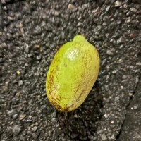 じん