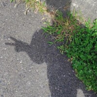 よつば