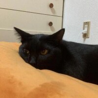 せな