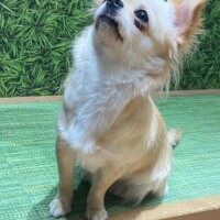 りお