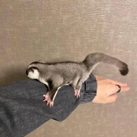 らいき