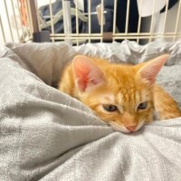 のどか