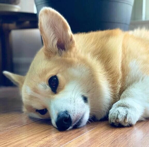 ごめんなさい