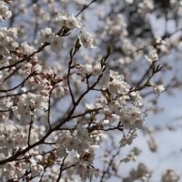 ゆうり