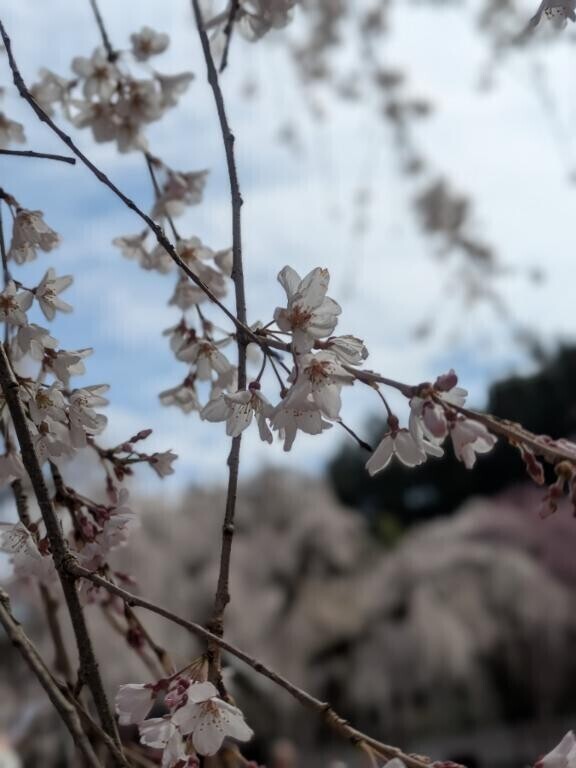 桜の名所に行ってQ??