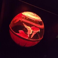 金魚?