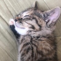 まき