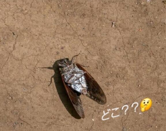 本日の合言葉″𓆦″