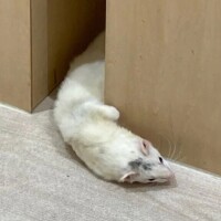 おでんは鍋なのか？