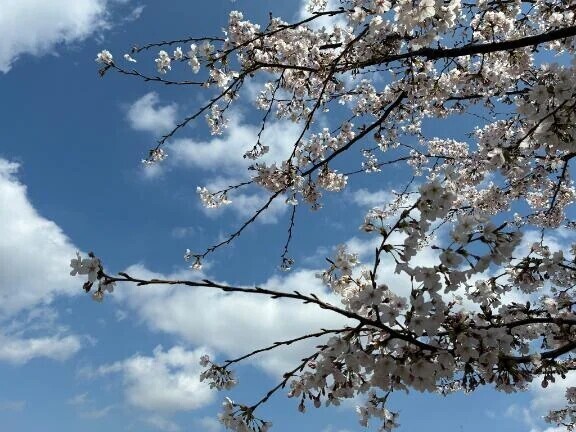 さくらきれい🌸