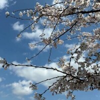 さくらきれい🌸