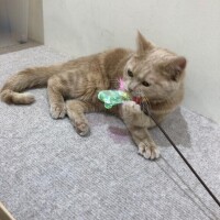 まつり