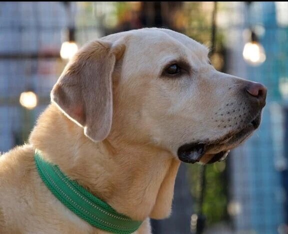 本日放送の番組に私の推しが！🐶