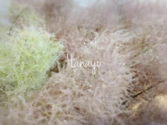 ふわっと香って.:*♡