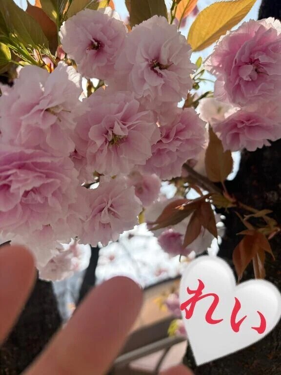 ヒュルリ〜ラ🌸