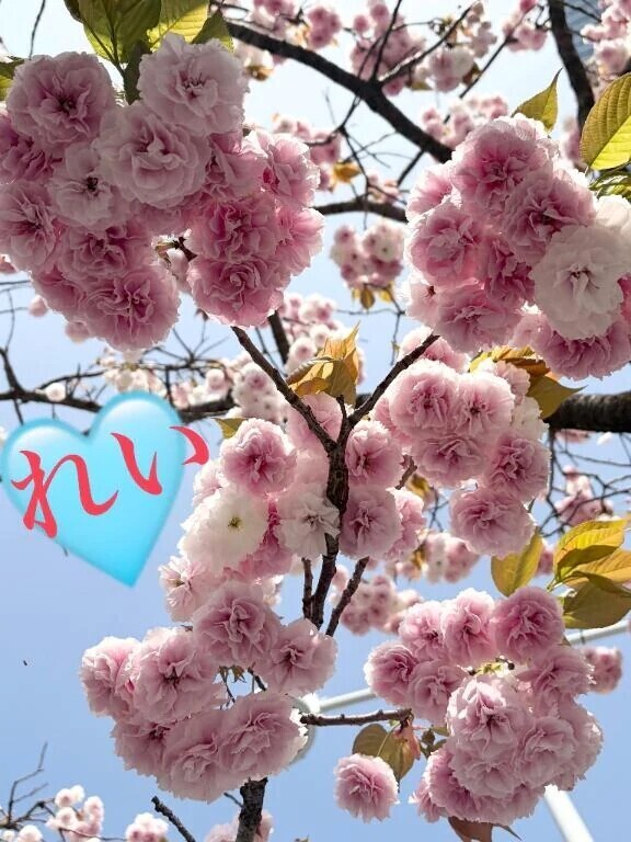 可憐に咲いてます