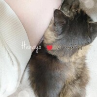 はなよ