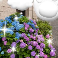 いずみ
