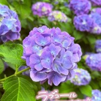 まりの