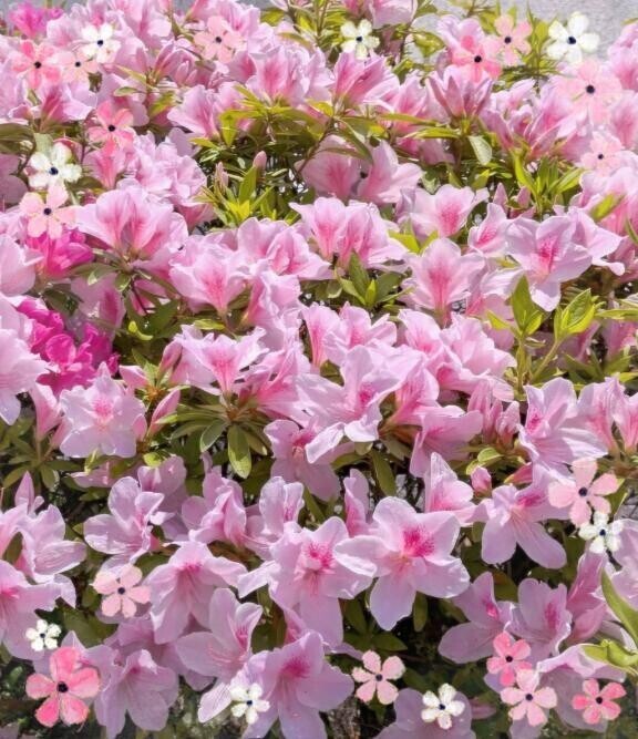 おさんぽで？？