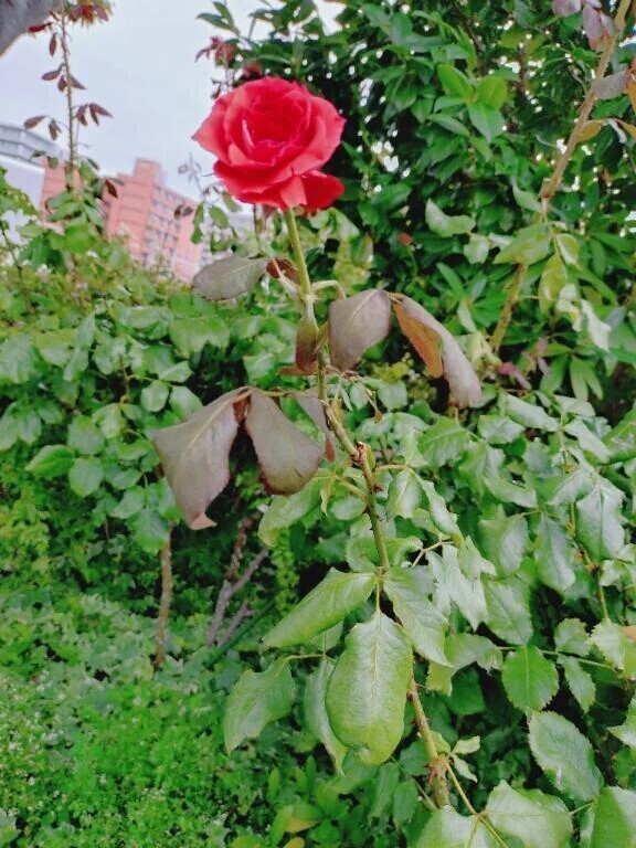 🌹
