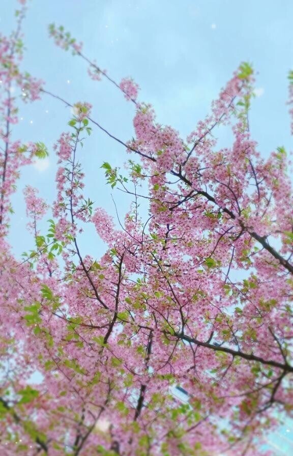 花吹雪🌸
