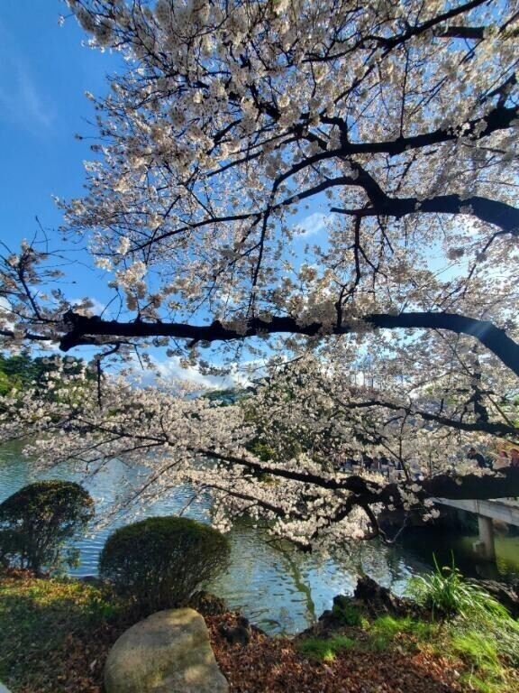 お花見日和🌸