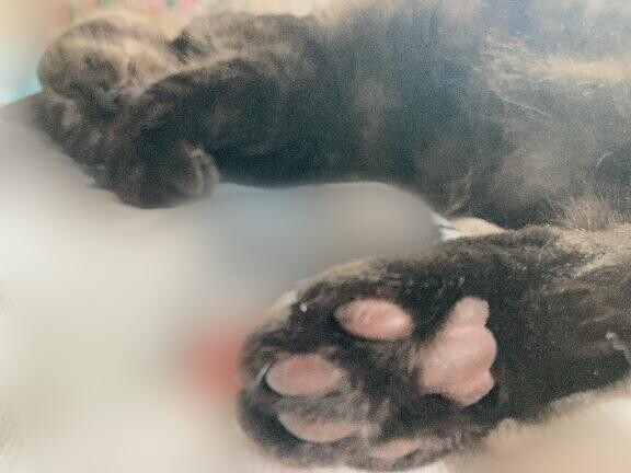 ごめんなさい…( ´•̥̥̥ω•̥̥̥`)