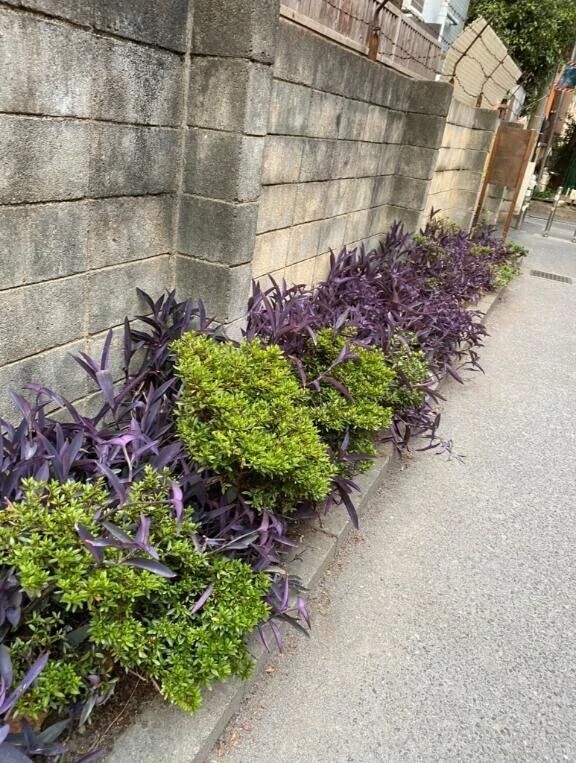 これにしか見えない。