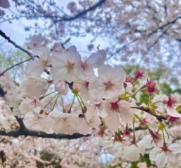 4月🌸
