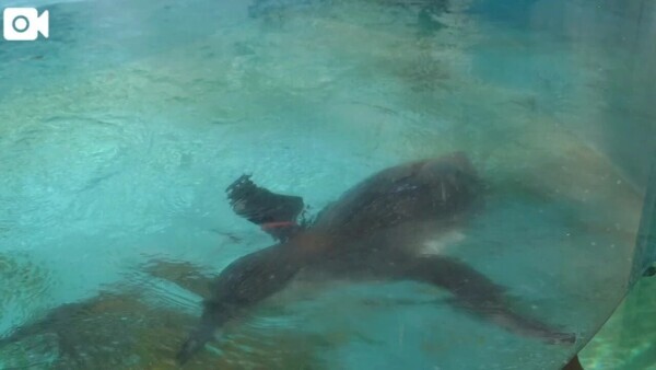 4月12日🌸ありがとうございました🐧