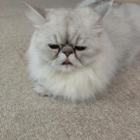 ほたる