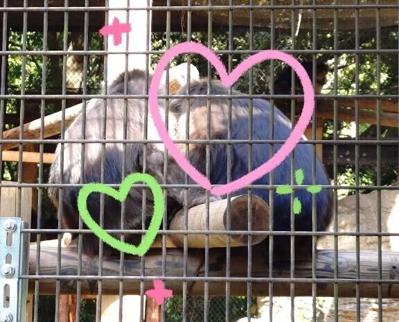 5月29日🎏ありがとうございました🐹