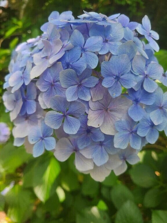 まだ紫陽花咲いてた🌸