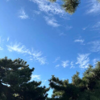 まな