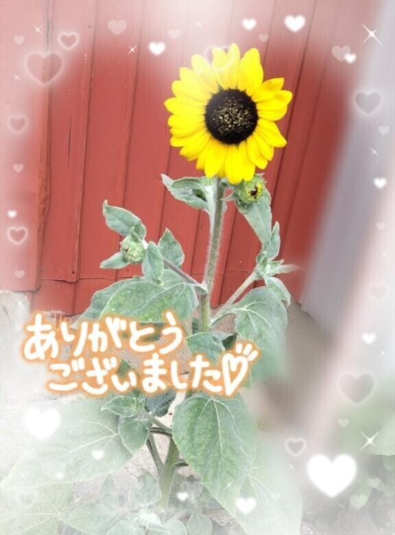 ✦おれいっ✦