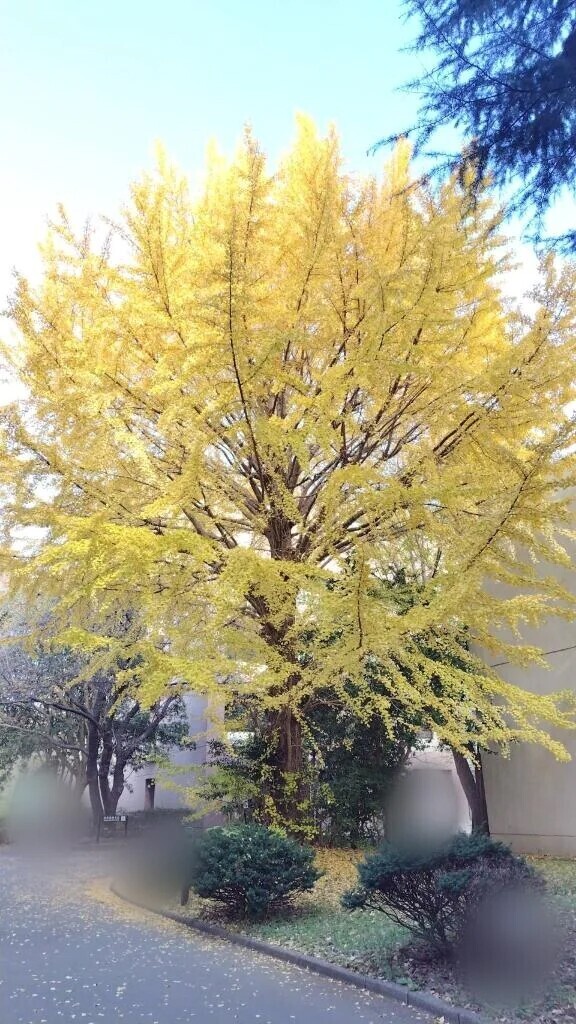 30(日)11〜17時、出勤します♪