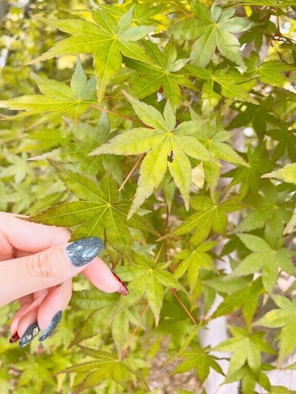 おはよぉございます(ꕤ ॑꒳ ॑*)ﾉ