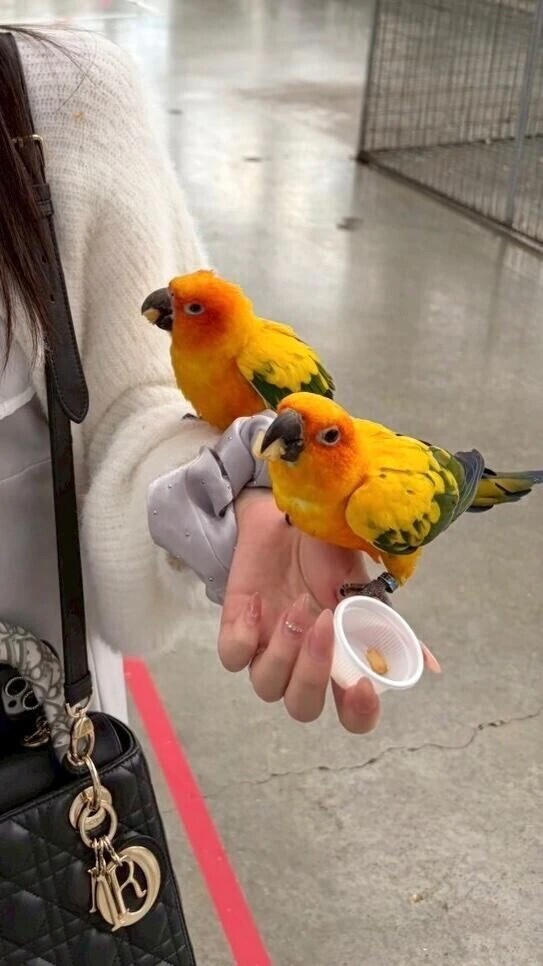 ごめんなさい