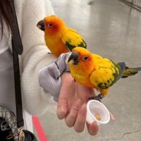 のま