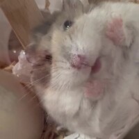 えみ
