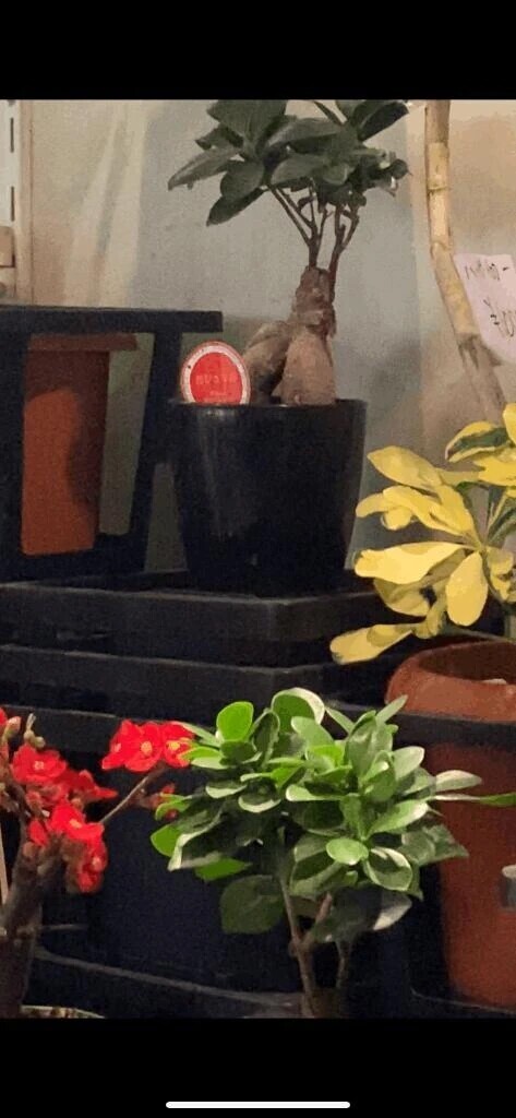 売れ残っててクレメンス