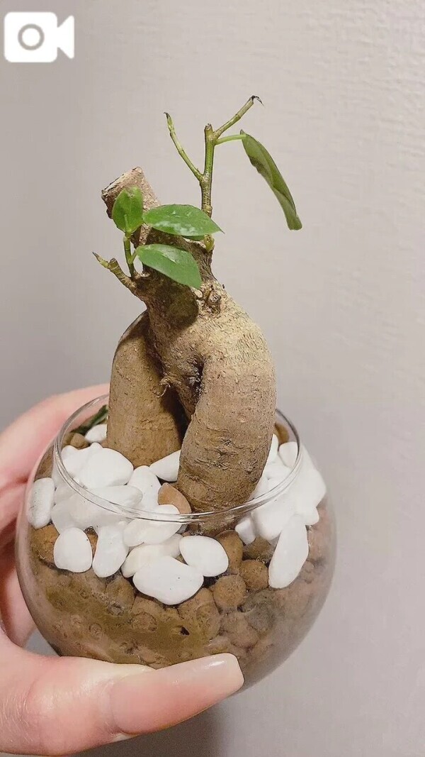 🌳ハチマルのご紹介🌳