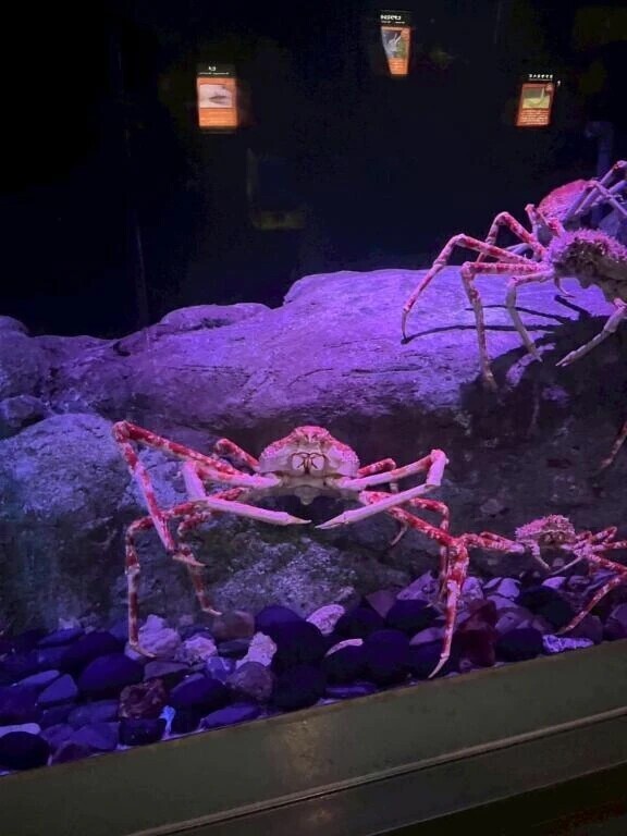 スベスベ…じゃない