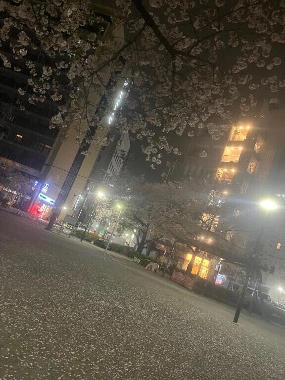 やっとお花見できたよ～🥹✨️
