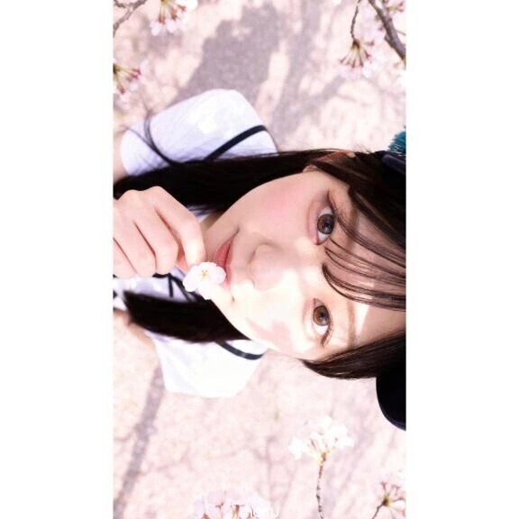 遅ればせながら、桜