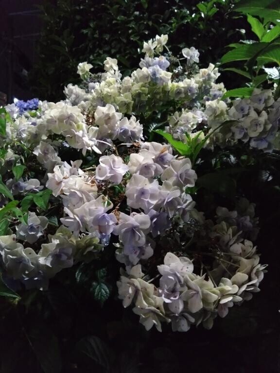 瑞々しい夜闇